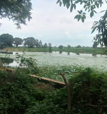 pond