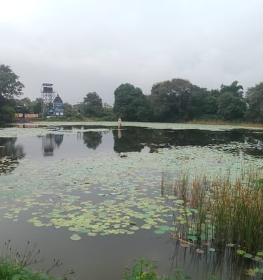 pond