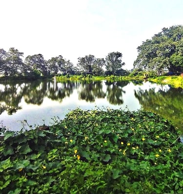 pond