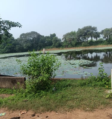 pond