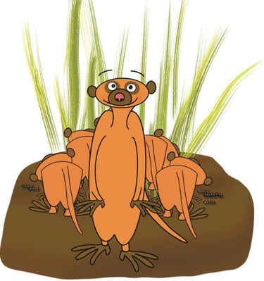 Meerkat with a mob eating grass