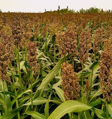 sorghum 