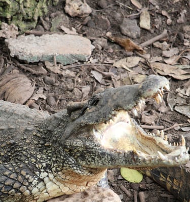 crocodile dans le Parc National de Bardiya