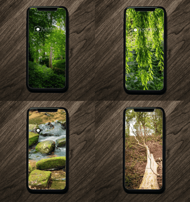 a group of four different pictures of a forest