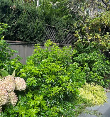 Unkept plants and flower bed