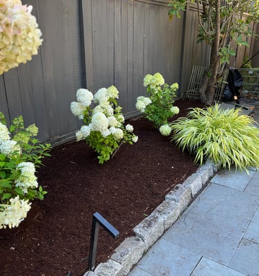 hydrangeas with mulch