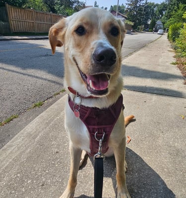 private dog walk on leash in east end toronto - east danforth - greenwood - coxwell