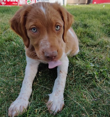 Brittany spaniel dog puppy in grass
