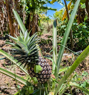 Almost ripe pineapple at the AAK farm
