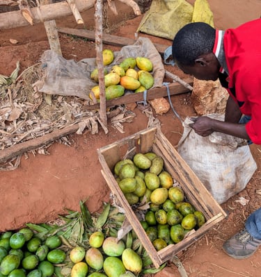 Conelly is preparing Mangos at the AAK farm