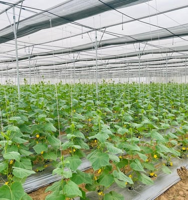 a large green plant growing in a large greenhouse - Hydrogreen Energy pvt ltd