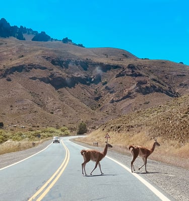 Two guanacos crossing a road in a mountainous area.