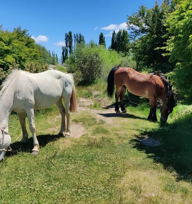Two horses grazing in a grassy area with trees.