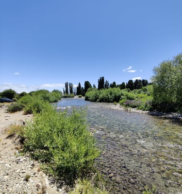 A river flows past trees and bushes on a sunny day.
