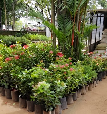 lawn grass suppliers in Rajahmundry