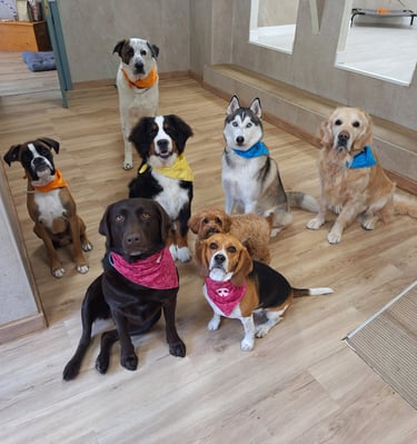 perros de razas labrador retriever, boyero de berna, golden retriever en una guardería canina