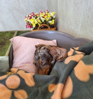 perro de raza teckel descansando en la hora de la siesta de una guardería canina en Madrid