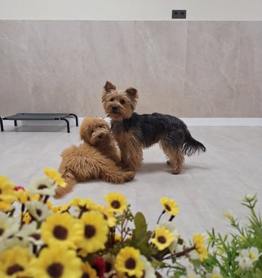 perros cachorros jugando en una guardería canina