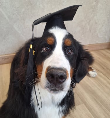 perro boyero de berna en la graduación de una guardería canina