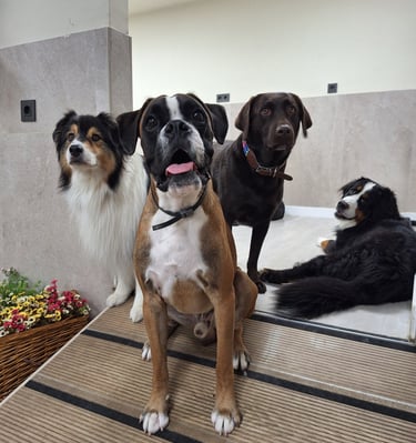 perros felices posando para una foto en una guardería canina de Madrid