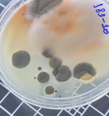 Recipiente de análise laboratorial contendo amostra de água com resultado positivo para Legionella, 