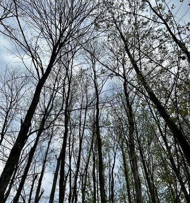 Under the woods, Kashmir, India