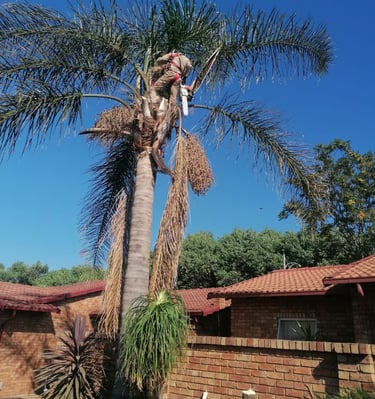 Palm tree trimming and cleaning in Germiston 