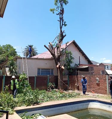 Cutting a tree hanging over a roof in Brakpan.