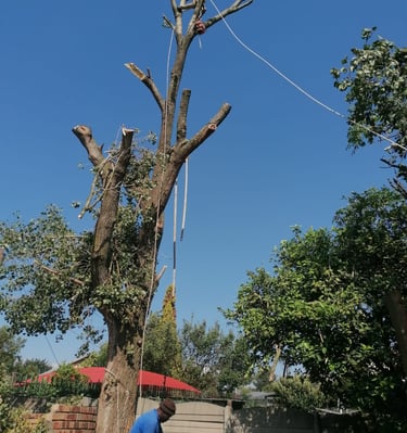 Cutting a big tree, pulling branches with ropes, safely