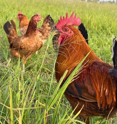 Organic chiken and hen in farm