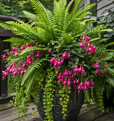 Lush outdoor planter with vibrant pink fuchsia flowers and green ferns on a wooden deck.