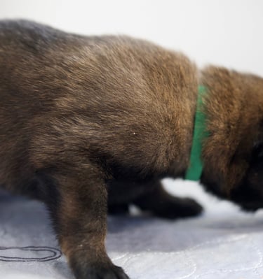 Belgian Malinois puppies for sale in Florida. Five males and three females available July 11th 2026