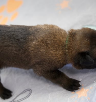 Belgian Malinois puppies for sale in Florida. Five males and three females available July 11th 2026
