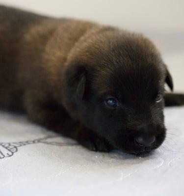 Belgian Malinois puppies for sale in Florida. Five males and three females available July 11th 2026