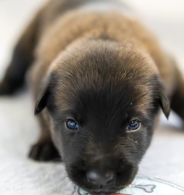 Belgian Malinois puppies for sale in Florida. Five males and three females available July 11th 2026