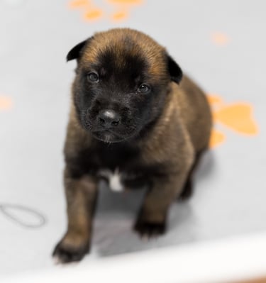 Belgian Malinois puppies for sale in Florida. Five males and three females available July 11th 2026