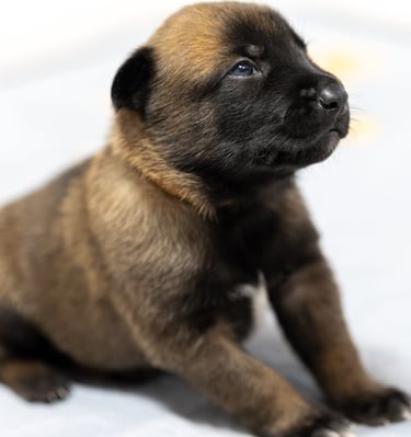 Belgian Malinois puppies for sale in Florida. Five males and three females available July 11th 2026