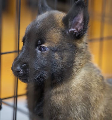 Belgian Malinois puppies for sale in Florida. Five males and three females available July 11th 2026