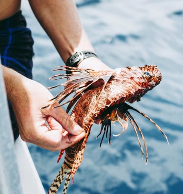 La manipulation du poisson-lion exige de la vigilance, de la formation et une technique appropriée