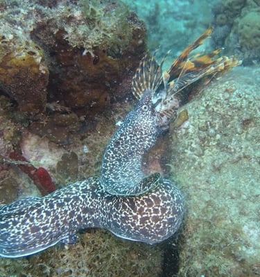 Murène se nourrissant d’un poisson-lion laissé sur le récif aux Caraïbes