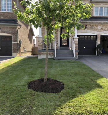 A freshly cut front lawn by Kikubari Property Maintenance