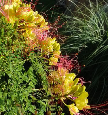 El Refugio - Naturaleza en flor