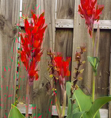garden inspiration_7