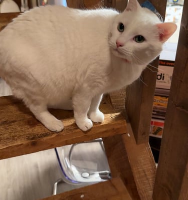 a white cat sitting on a wooden staircase