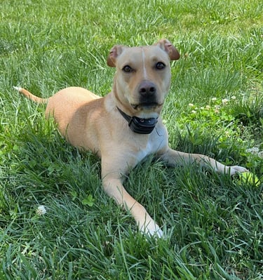 a dog laying on the grass