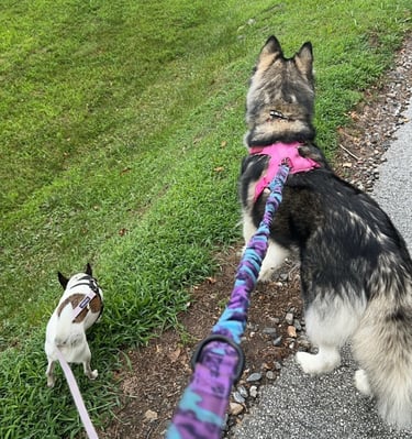 a husky and chihuahua being walked on leashes