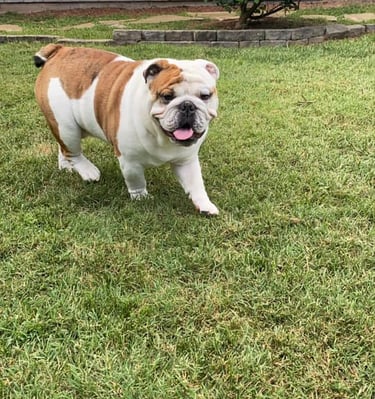 a dog is standing on the grass