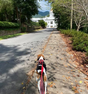 a dog walking to the sylva library