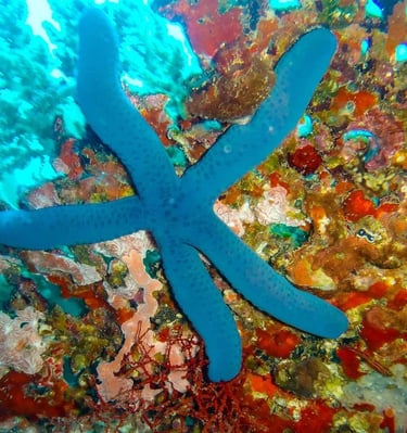 a blue starfish on a coral lovina reef