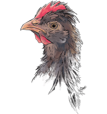 Cream Crested Legbars, one of the heritage breeds laying our delicious and nutritious Orchard Eggs.